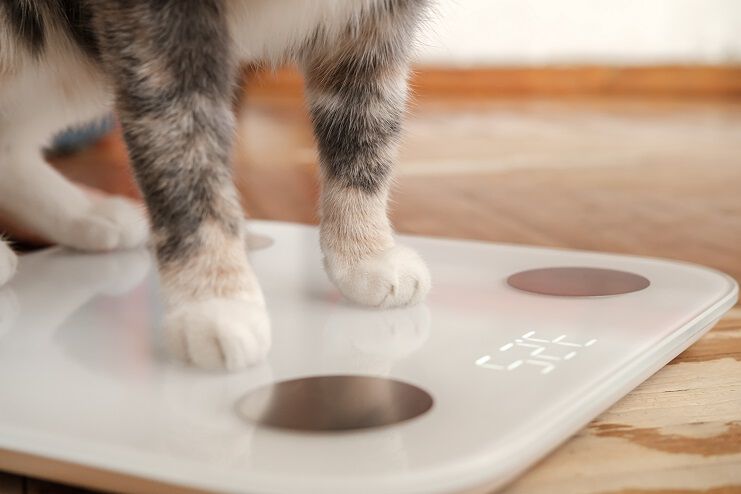 The paws of a cat are standing on a digital scale, which is displaying a weight reading. The background is a wooden floor.